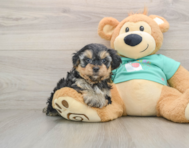 9 week old Yorkie Poo Puppy For Sale - Puppy Love PR