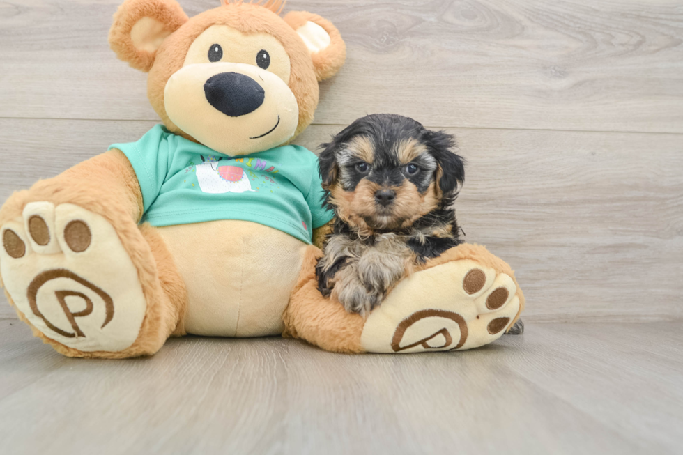 Best Yorkie Poo Baby