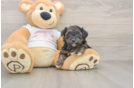 Yorkie Poo Pup Being Cute