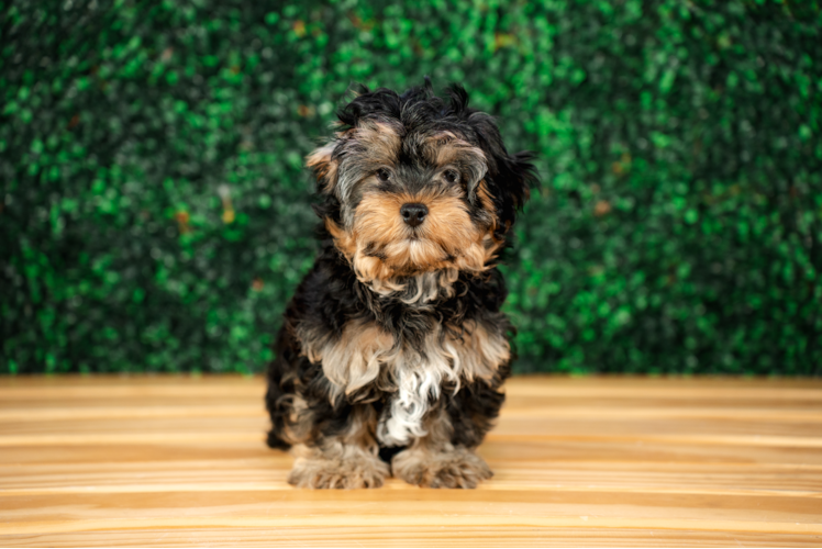 Best Yorkie Poo Baby