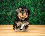 13 week old Yorkie Poo Puppy For Sale - Puppy Love PR
