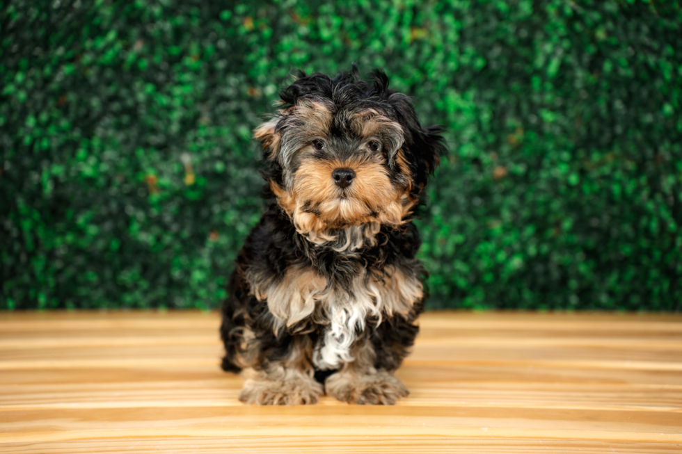 Best Yorkie Poo Baby