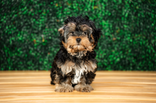 Best Yorkie Poo Baby