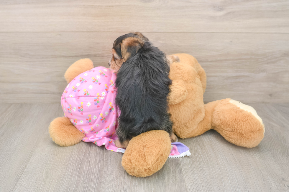 Hypoallergenic Yorkie Doodle Poodle Mix Puppy