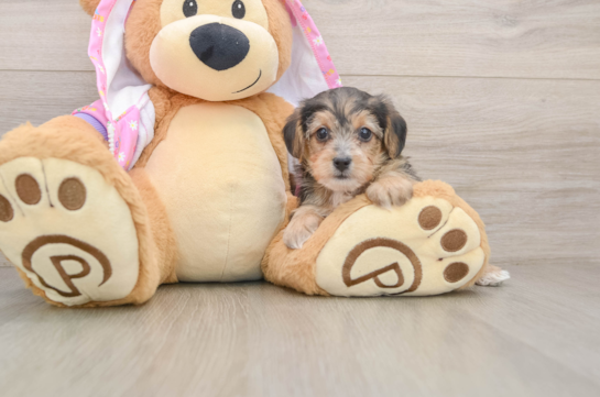 Yorkie Poo Puppy for Adoption