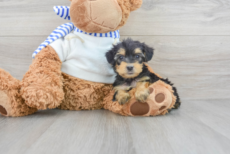 Meet Brandi - our Yorkie Poo Puppy Photo 1/3 - Puppy Love PR Adorable Yorkie Doodle Poodle Mix Puppy