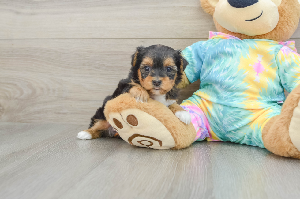 6 week old Yorkie Poo Puppy For Sale - Puppy Love PR