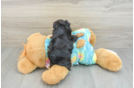 Yorkie Poo Puppy for Adoption