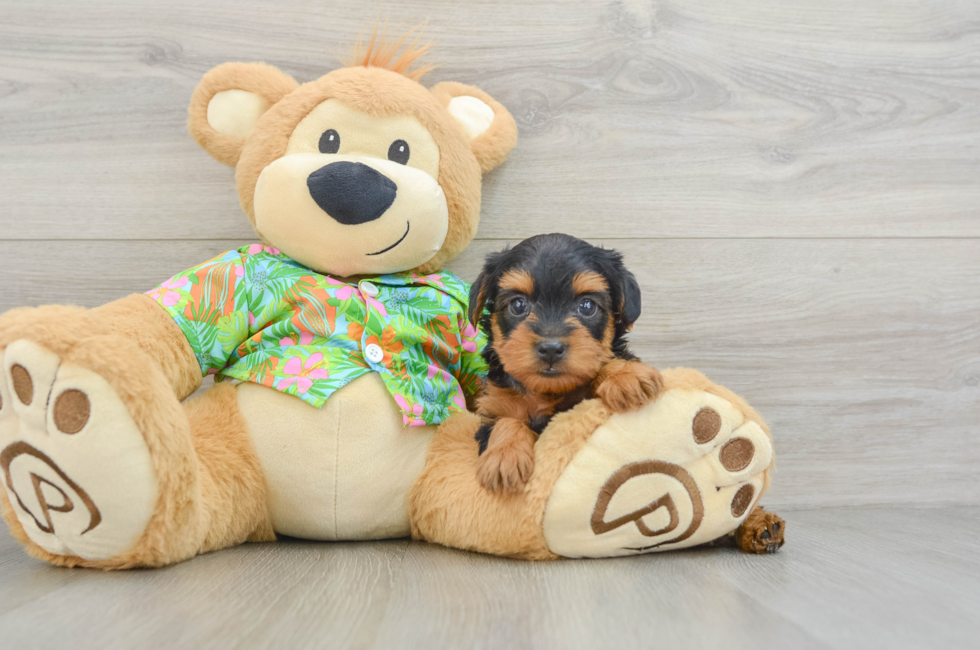 5 week old Yorkie Poo Puppy For Sale - Puppy Love PR