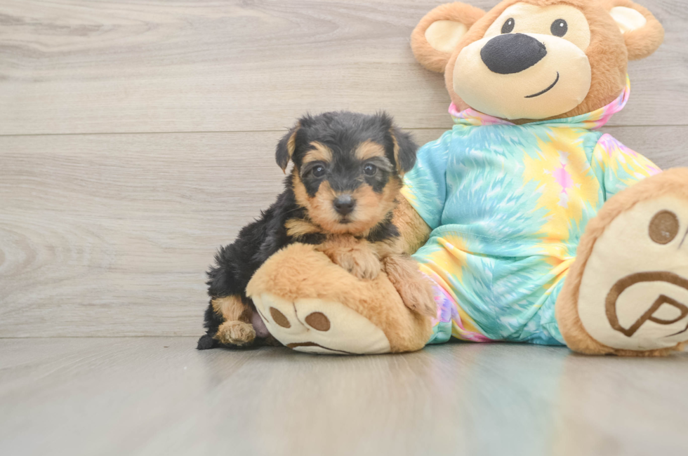 5 week old Yorkie Poo Puppy For Sale - Puppy Love PR