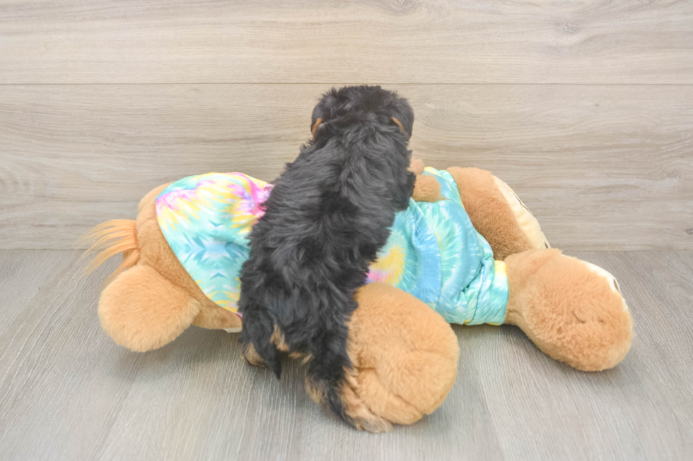 Funny Yorkie Poo Poodle Mix Pup