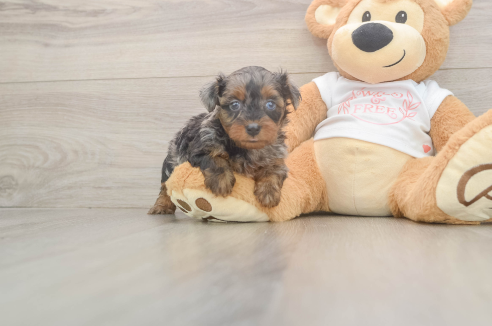 6 week old Yorkie Poo Puppy For Sale - Puppy Love PR