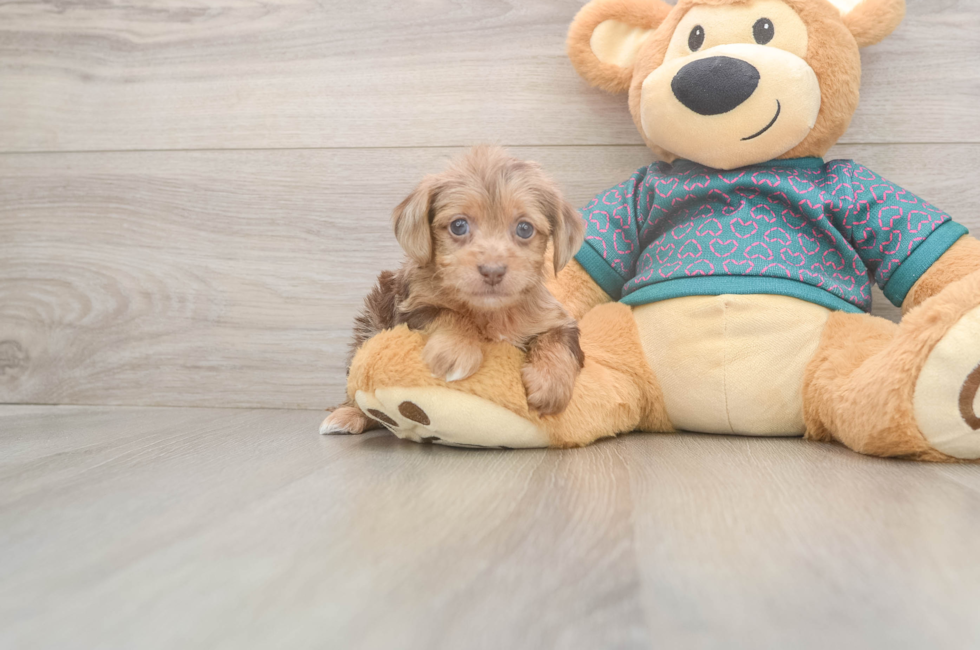 5 week old Yorkie Poo Puppy For Sale - Puppy Love PR