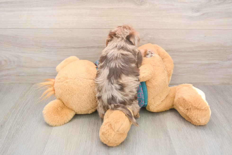 Best Yorkie Poo Baby