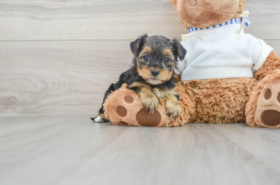 7 week old Yorkie Poo Puppy For Sale - Puppy Love PR