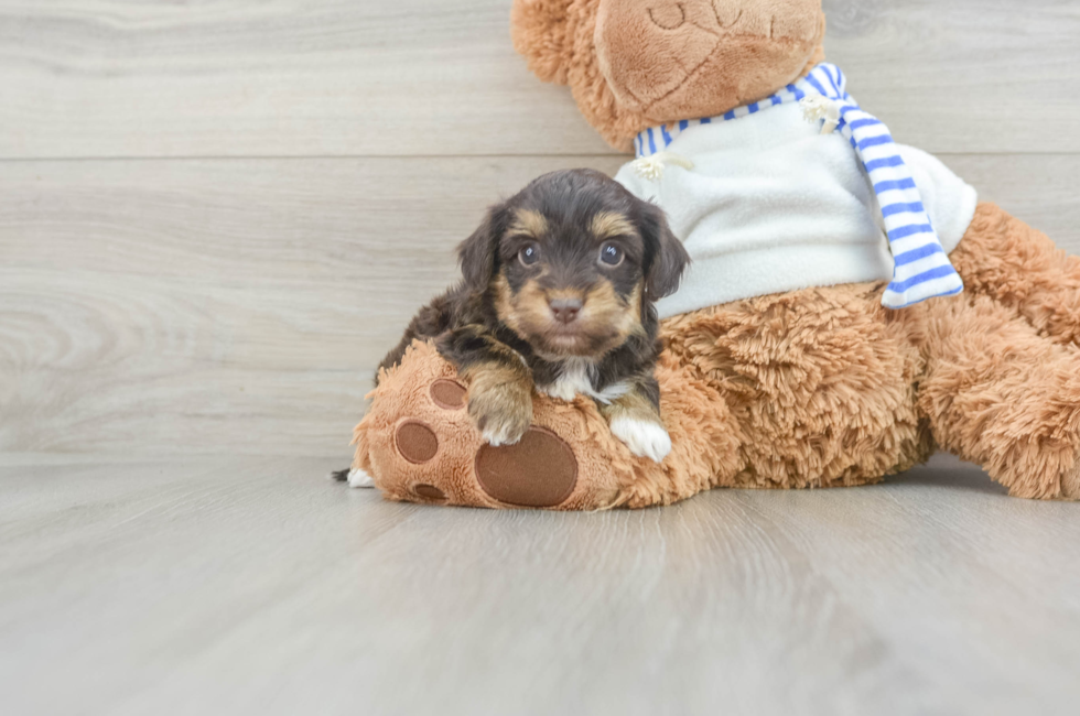 6 week old Yorkie Poo Puppy For Sale - Puppy Love PR