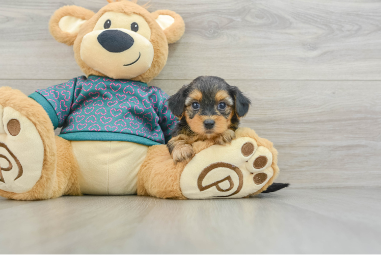 Meet Bronze - our Yorkie Poo Puppy Photo 1/3 - Puppy Love PR Yorkie Poo Pup Being Cute
