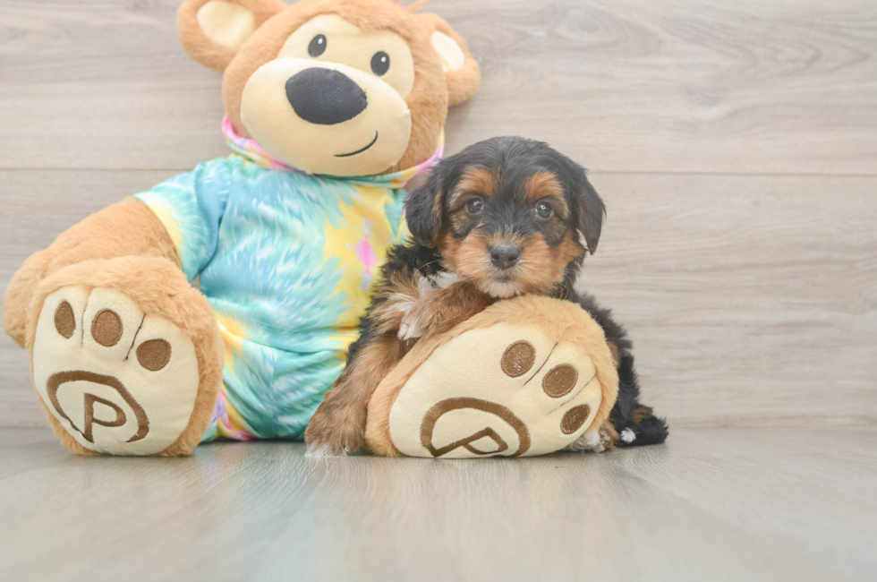 5 week old Yorkie Poo Puppy For Sale - Puppy Love PR