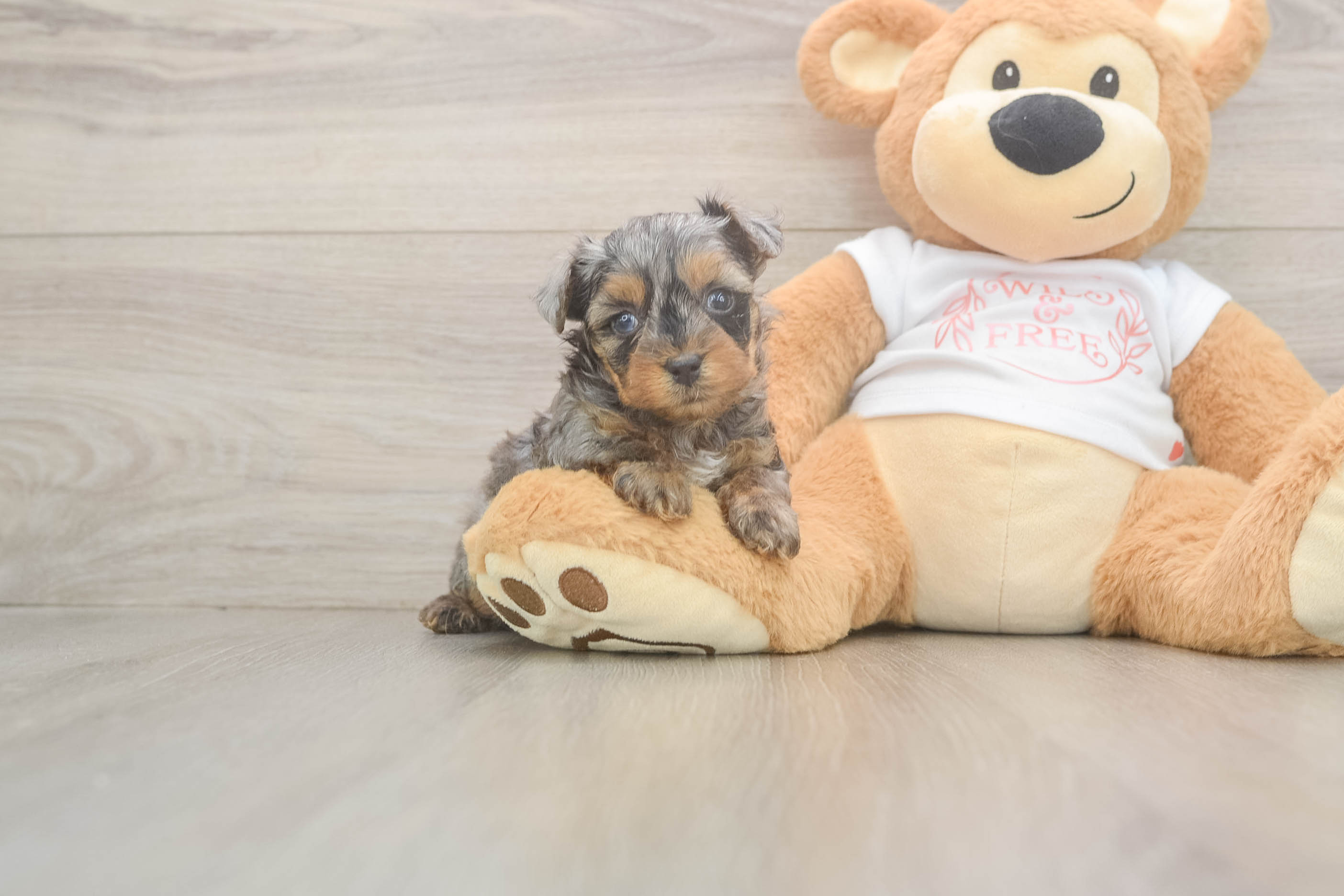 Fluffy Yorkie Poo Poodle Mix Pup