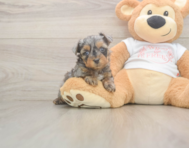 8 week old Yorkie Poo Puppy For Sale - Puppy Love PR