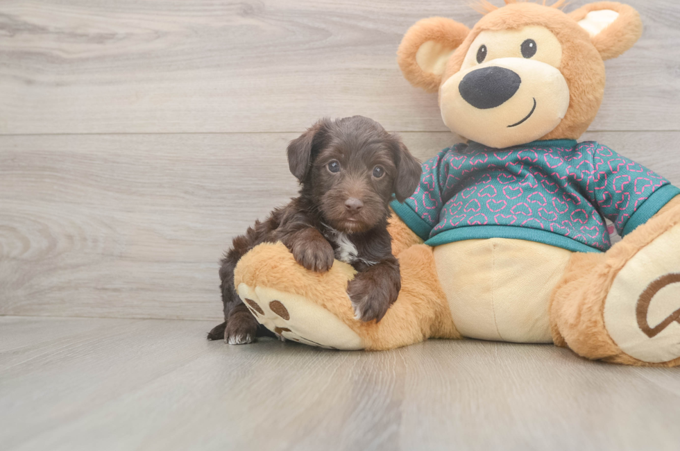 5 week old Yorkie Poo Puppy For Sale - Puppy Love PR