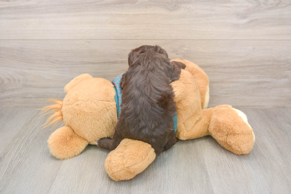 Yorkie Poo Puppy for Adoption