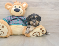 9 week old Yorkie Poo Puppy For Sale - Puppy Love PR