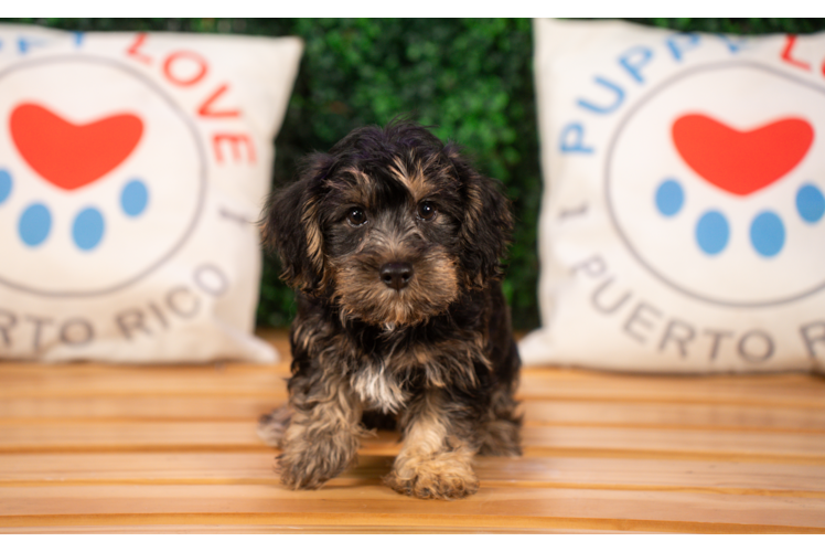 Cute Yorkie Poodle Mix Poodle Mix Puppy