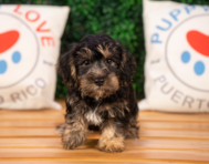 9 week old Yorkie Poo Puppy For Sale - Puppy Love PR