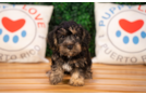 Cute Yorkie Poodle Mix Poodle Mix Puppy