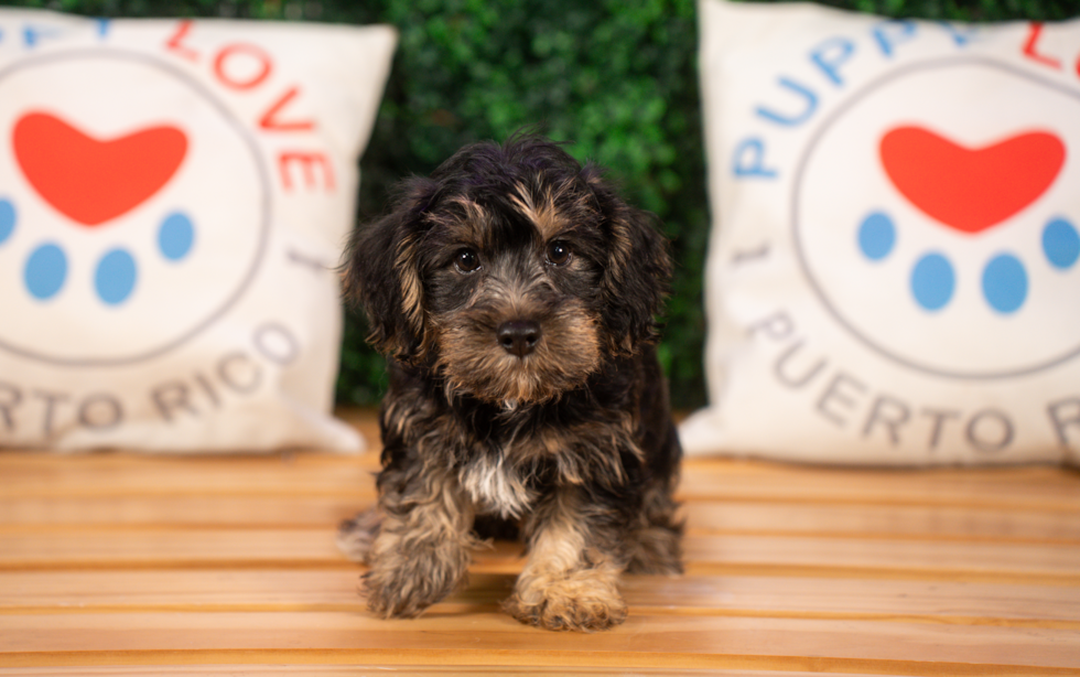 Cute Yorkie Poodle Mix Poodle Mix Puppy