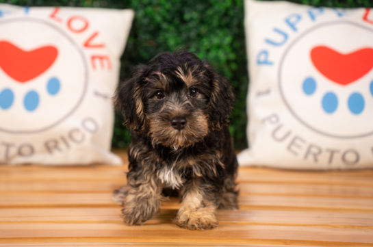 Cute Yorkie Poodle Mix Poodle Mix Puppy