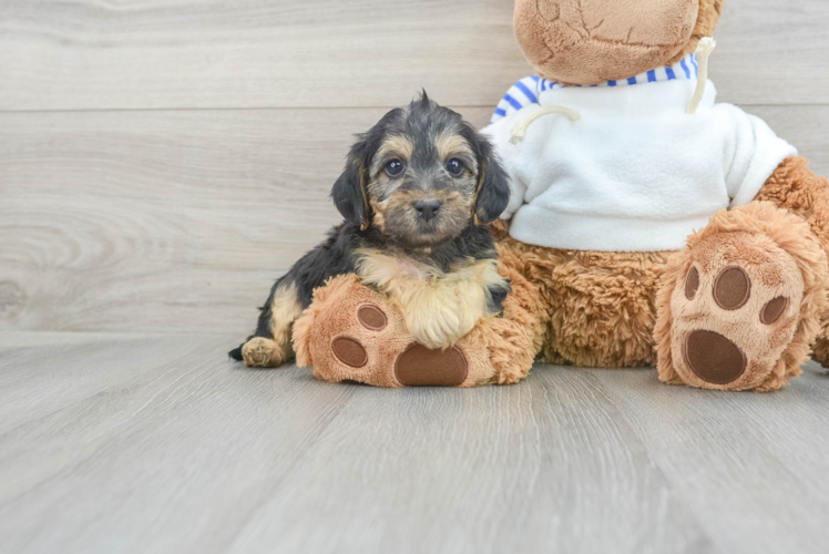 Yorkie Poo Pup Being Cute