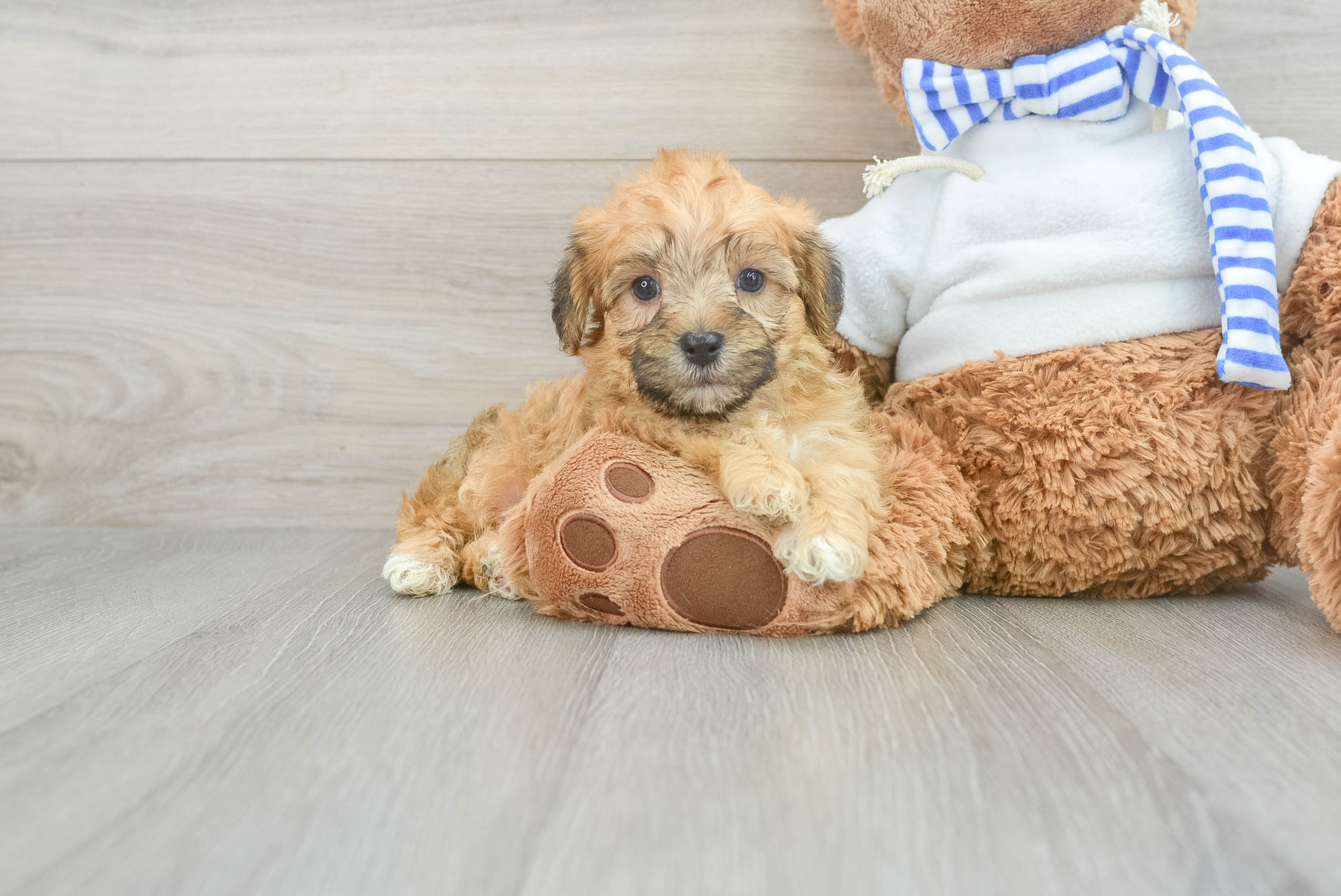 Yorkie Poo Pup Being Cute