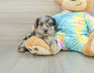 9 week old Yorkie Poo Puppy For Sale - Puppy Love PR