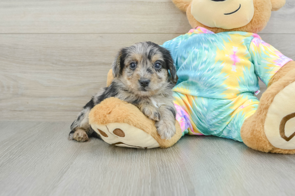 9 week old Yorkie Poo Puppy For Sale - Puppy Love PR