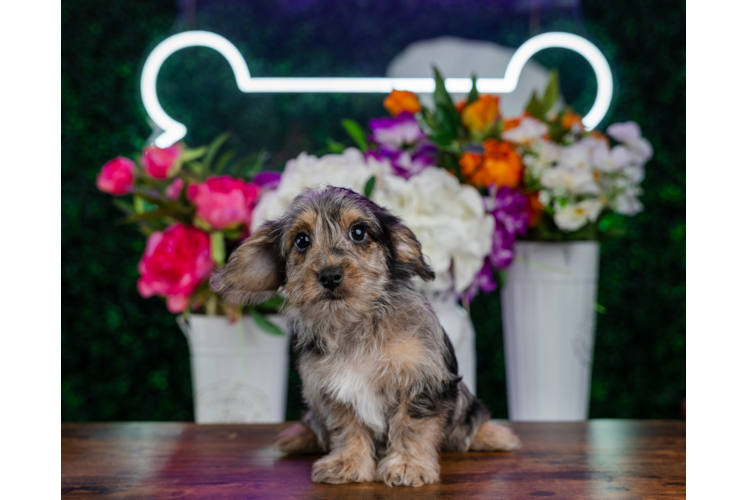 Cute Yorkiedoodle Poodle Mix Puppy