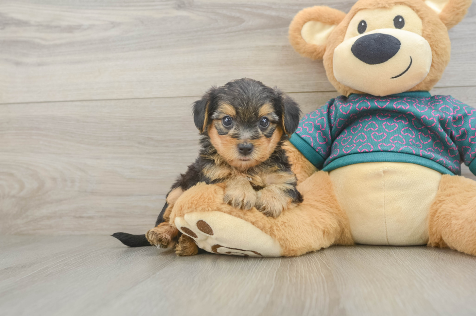 5 week old Yorkie Poo Puppy For Sale - Puppy Love PR