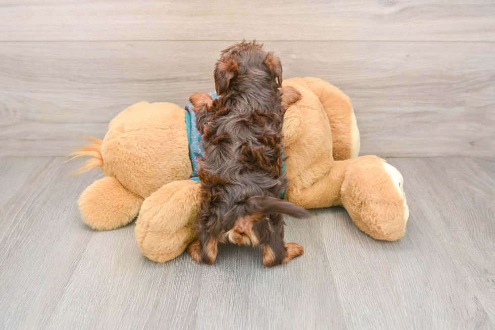 Adorable Yorkiedoodle Poodle Mix Puppy
