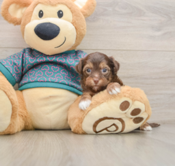 7 week old Yorkie Poo Puppy For Sale - Puppy Love PR