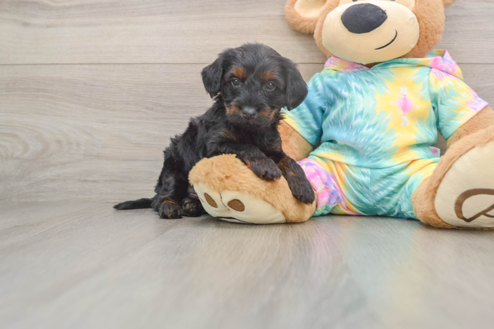 Yorkie Poo Pup Being Cute