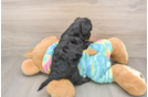 Yorkie Poo Pup Being Cute