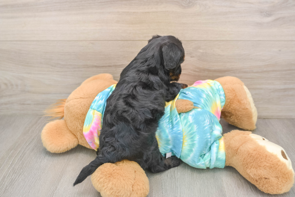 Yorkie Poo Pup Being Cute