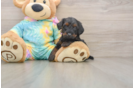Best Yorkie Poo Baby