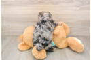 Best Yorkie Poo Baby