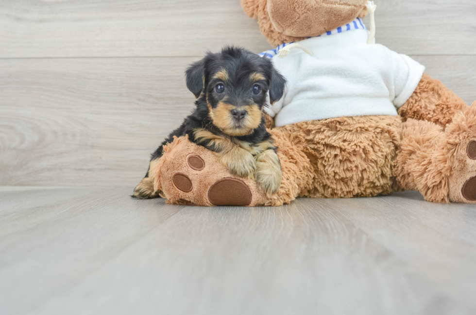 8 week old Yorkie Poo Puppy For Sale - Puppy Love PR
