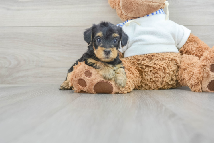 Meet Chase - our Yorkie Poo Puppy Photo 1/3 - Puppy Love PR Best Yorkie Poo Baby