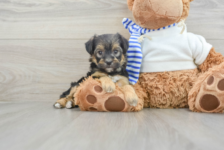 Meet Chase - our Yorkie Poo Puppy Photo 1/3 - Puppy Love PR Popular Yorkie Poo Poodle Mix Pup