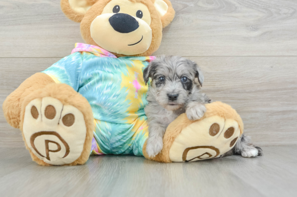 5 week old Yorkie Poo Puppy For Sale - Puppy Love PR