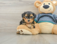 7 week old Yorkie Poo Puppy For Sale - Puppy Love PR